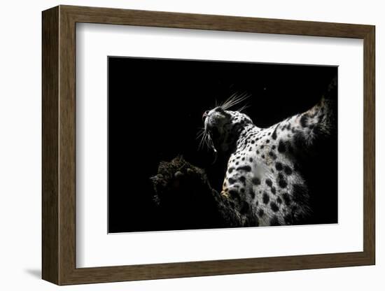 Low angle view of Jaguar patrolling territory at night, Mexico-Alejandro Prieto-Framed Photographic Print