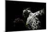 Low angle view of Jaguar patrolling territory at night, Mexico-Alejandro Prieto-Mounted Photographic Print