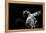 Low angle view of Jaguar patrolling territory at night, Mexico-Alejandro Prieto-Framed Premier Image Canvas