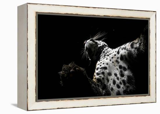 Low angle view of Jaguar patrolling territory at night, Mexico-Alejandro Prieto-Framed Premier Image Canvas