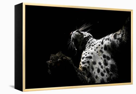 Low angle view of Jaguar patrolling territory at night, Mexico-Alejandro Prieto-Framed Premier Image Canvas