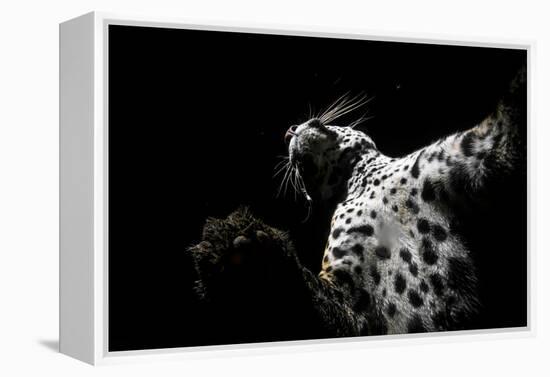 Low angle view of Jaguar patrolling territory at night, Mexico-Alejandro Prieto-Framed Premier Image Canvas