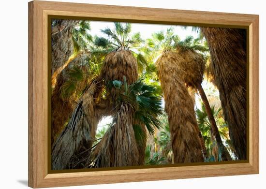 Low Angle View of Palm Trees, Palm Springs, Riverside County, California, USA-null-Framed Stretched Canvas