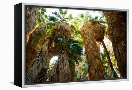 Low Angle View of Palm Trees, Palm Springs, Riverside County, California, USA-null-Framed Stretched Canvas