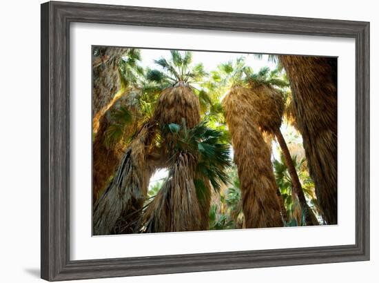 Low Angle View of Palm Trees, Palm Springs, Riverside County, California, USA-null-Framed Photographic Print