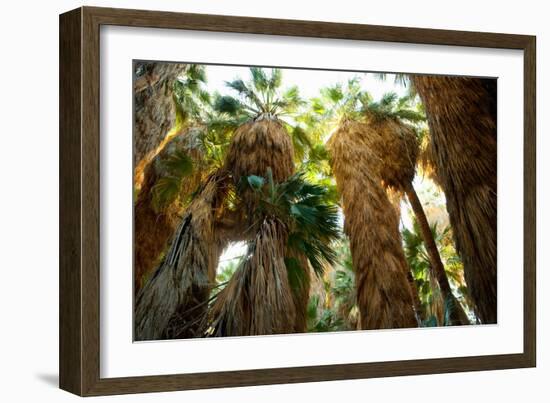 Low Angle View of Palm Trees, Palm Springs, Riverside County, California, USA-null-Framed Photographic Print