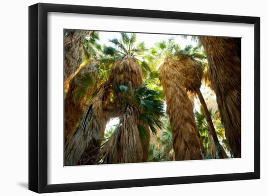 Low Angle View of Palm Trees, Palm Springs, Riverside County, California, USA-null-Framed Photographic Print