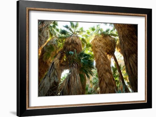 Low Angle View of Palm Trees, Palm Springs, Riverside County, California, USA-null-Framed Photographic Print