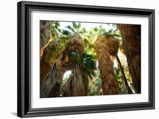 Low Angle View of Palm Trees, Palm Springs, Riverside County, California, USA-null-Framed Photographic Print