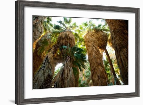 Low Angle View of Palm Trees, Palm Springs, Riverside County, California, USA-null-Framed Photographic Print
