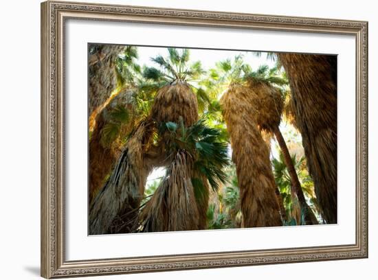 Low Angle View of Palm Trees, Palm Springs, Riverside County, California, USA-null-Framed Photographic Print