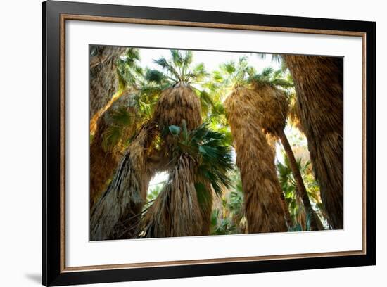 Low Angle View of Palm Trees, Palm Springs, Riverside County, California, USA-null-Framed Photographic Print