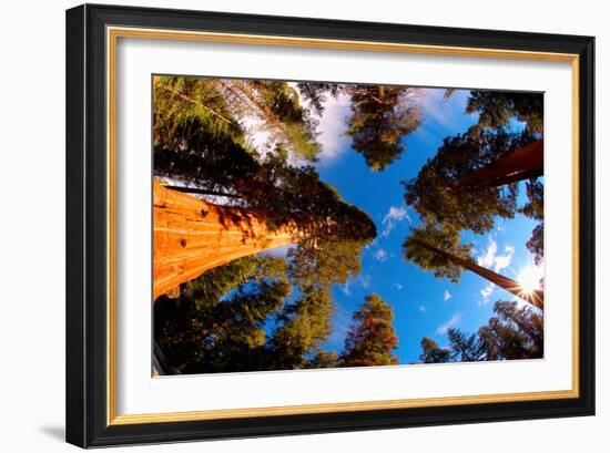 Low angle view of Sequoia trees in forest, California, USA-null-Framed Photographic Print