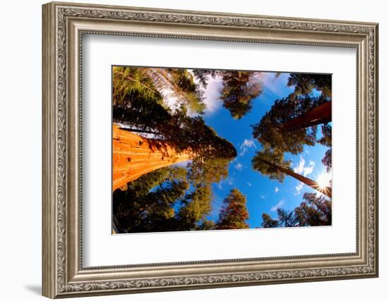 Low angle view of Sequoia trees in forest, California, USA-null-Framed Photographic Print