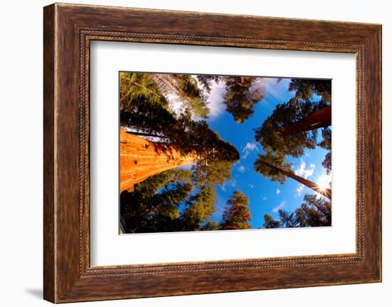 Low angle view of Sequoia trees in forest, California, USA-null-Framed Photographic Print