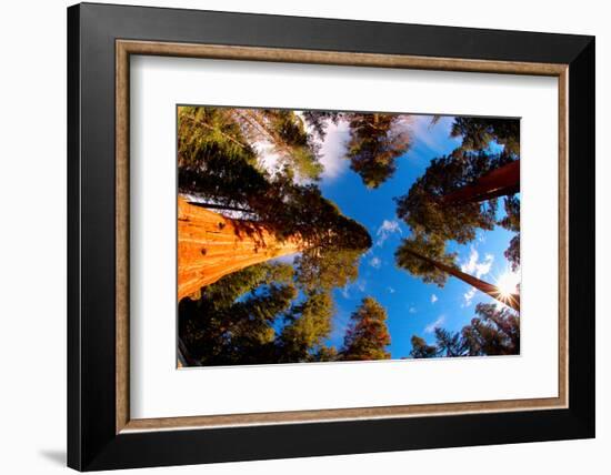 Low angle view of Sequoia trees in forest, California, USA-null-Framed Photographic Print