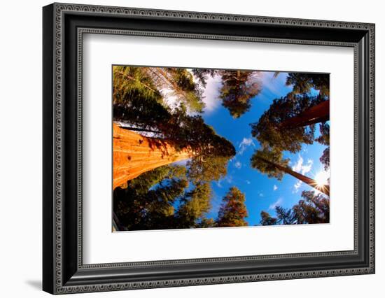 Low angle view of Sequoia trees in forest, California, USA-null-Framed Photographic Print