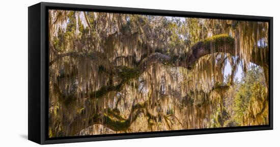 Low angle view of Spanish Moss tree (Tillandsia usneoides), Florida, USA-null-Framed Premier Image Canvas