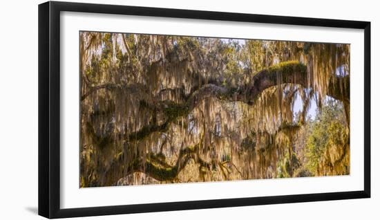 Low angle view of Spanish Moss tree (Tillandsia usneoides), Florida, USA-null-Framed Photographic Print