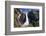 Low Angle View of the Yosemite Falls California-George Oze-Framed Photographic Print