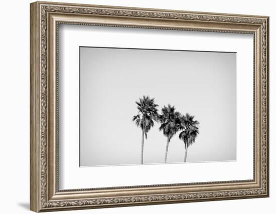 Low angle view of three palm trees, California, USA-Panoramic Images-Framed Photographic Print