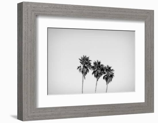 Low angle view of three palm trees, California, USA-Panoramic Images-Framed Photographic Print