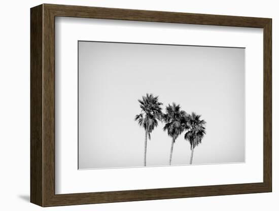 Low angle view of three palm trees, California, USA-Panoramic Images-Framed Photographic Print