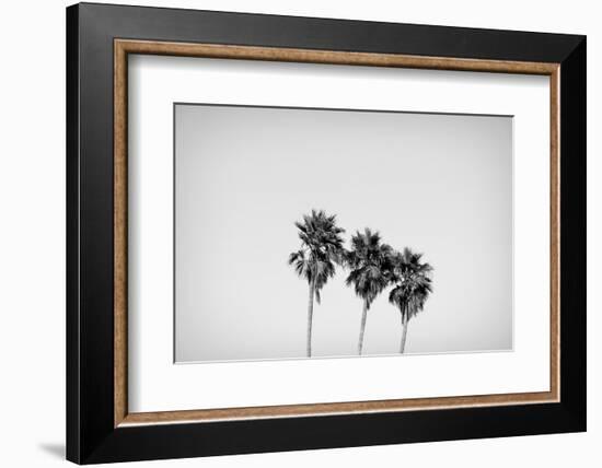 Low angle view of three palm trees, California, USA-Panoramic Images-Framed Photographic Print
