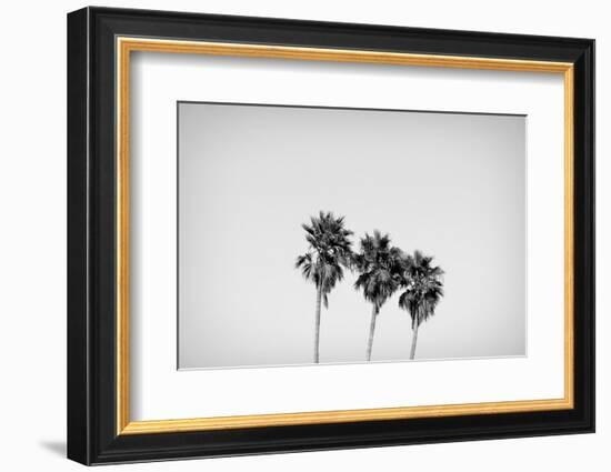 Low angle view of three palm trees, California, USA-Panoramic Images-Framed Photographic Print