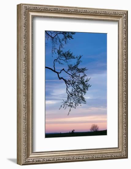 Low angle view of tree at dawn, Dark Hedges, Ballymoney, County Antrim, Northern Ireland-null-Framed Photographic Print