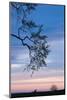 Low angle view of tree at dawn, Dark Hedges, Ballymoney, County Antrim, Northern Ireland-null-Mounted Photographic Print