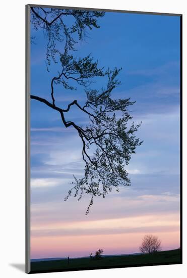 Low angle view of tree at dawn, Dark Hedges, Ballymoney, County Antrim, Northern Ireland-null-Mounted Photographic Print