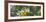 Low angle view of tree branch, Hoyt Arboretum, Washington Park, Portland, Oregon, USA-Panoramic Images-Framed Photographic Print