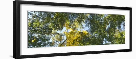 Low angle view of tree branch, Hoyt Arboretum, Washington Park, Portland, Oregon, USA-Panoramic Images-Framed Photographic Print