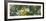 Low angle view of tree branch, Hoyt Arboretum, Washington Park, Portland, Oregon, USA-Panoramic Images-Framed Photographic Print