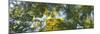 Low angle view of tree branch, Hoyt Arboretum, Washington Park, Portland, Oregon, USA-Panoramic Images-Mounted Photographic Print