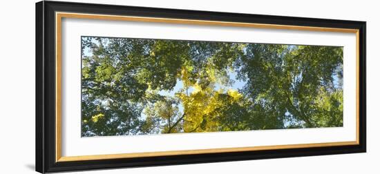 Low angle view of tree branch, Hoyt Arboretum, Washington Park, Portland, Oregon, USA-Panoramic Images-Framed Photographic Print