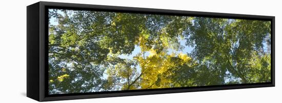 Low angle view of tree branch, Hoyt Arboretum, Washington Park, Portland, Oregon, USA-Panoramic Images-Framed Premier Image Canvas