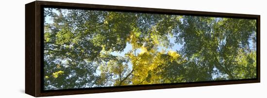 Low angle view of tree branch, Hoyt Arboretum, Washington Park, Portland, Oregon, USA-Panoramic Images-Framed Premier Image Canvas