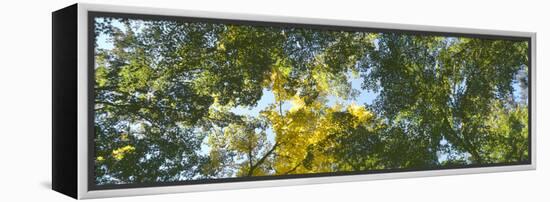 Low angle view of tree branch, Hoyt Arboretum, Washington Park, Portland, Oregon, USA-Panoramic Images-Framed Premier Image Canvas