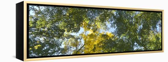 Low angle view of tree branch, Hoyt Arboretum, Washington Park, Portland, Oregon, USA-Panoramic Images-Framed Premier Image Canvas