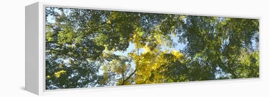 Low angle view of tree branch, Hoyt Arboretum, Washington Park, Portland, Oregon, USA-Panoramic Images-Framed Premier Image Canvas