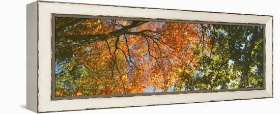 Low angle view of tree branch, Hoyt Arboretum, Washington Park, Portland, Oregon, USA-Panoramic Images-Framed Premier Image Canvas