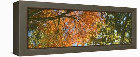 Low angle view of tree branch, Hoyt Arboretum, Washington Park, Portland, Oregon, USA-Panoramic Images-Framed Premier Image Canvas