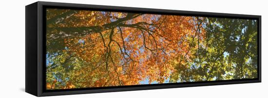 Low angle view of tree branch, Hoyt Arboretum, Washington Park, Portland, Oregon, USA-Panoramic Images-Framed Premier Image Canvas