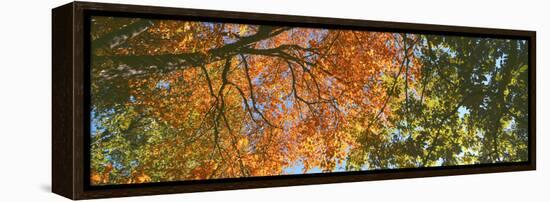 Low angle view of tree branch, Hoyt Arboretum, Washington Park, Portland, Oregon, USA-Panoramic Images-Framed Premier Image Canvas