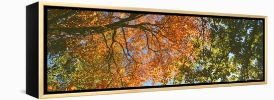 Low angle view of tree branch, Hoyt Arboretum, Washington Park, Portland, Oregon, USA-Panoramic Images-Framed Premier Image Canvas