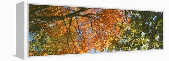 Low angle view of tree branch, Hoyt Arboretum, Washington Park, Portland, Oregon, USA-Panoramic Images-Framed Premier Image Canvas