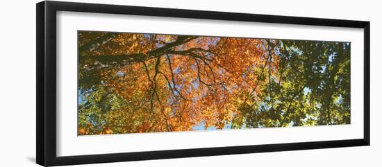 Low angle view of tree branch, Hoyt Arboretum, Washington Park, Portland, Oregon, USA-Panoramic Images-Framed Photographic Print