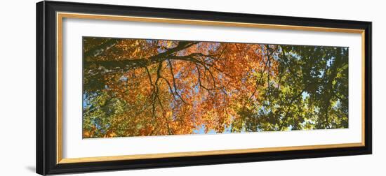 Low angle view of tree branch, Hoyt Arboretum, Washington Park, Portland, Oregon, USA-Panoramic Images-Framed Photographic Print